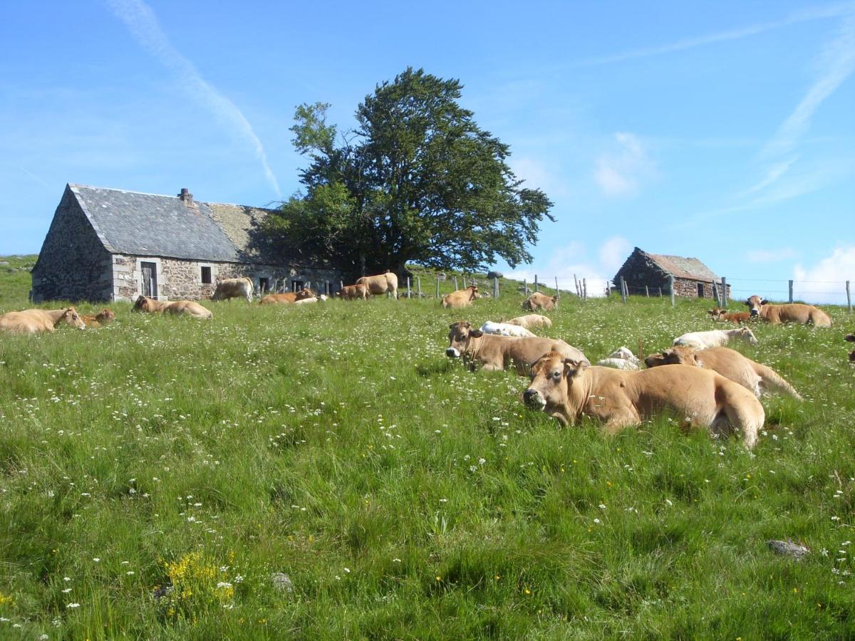 Chambres D'Hotes Le Lepadou-Bas Saint-Chély-dʼAubrac Exterior foto